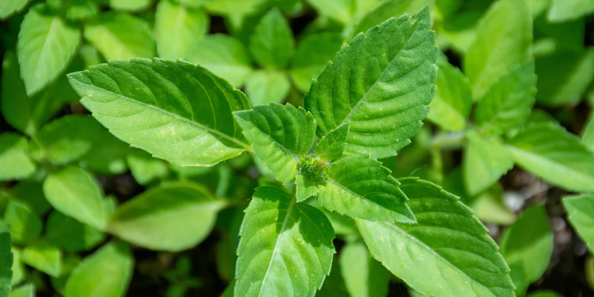 Tulsi (Ocimum sanctum) in oxidative stress–induced hypertension